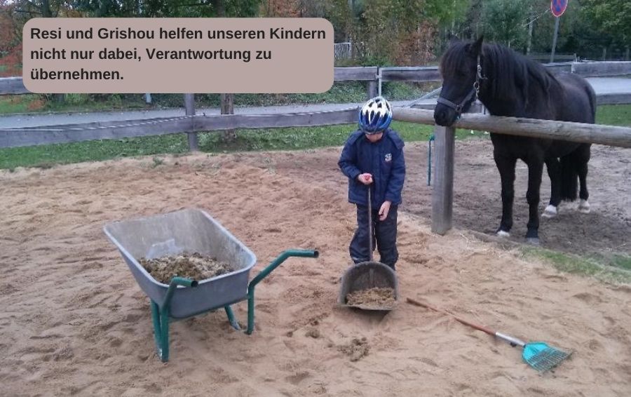 Junge Pferde